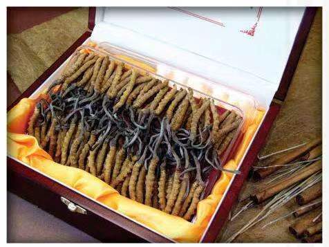 申扎冬虫夏草回收